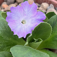 Primula auricula 'Adrienne'
